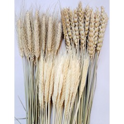 Zboża - susz, różne rodzaje